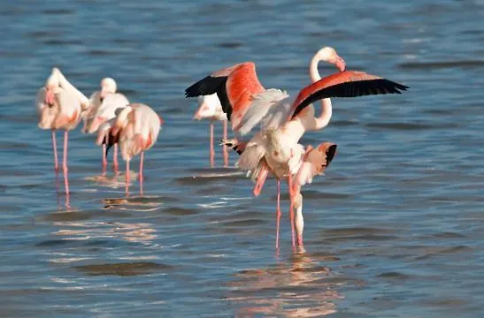 Zen * Quartu Sant'Elena